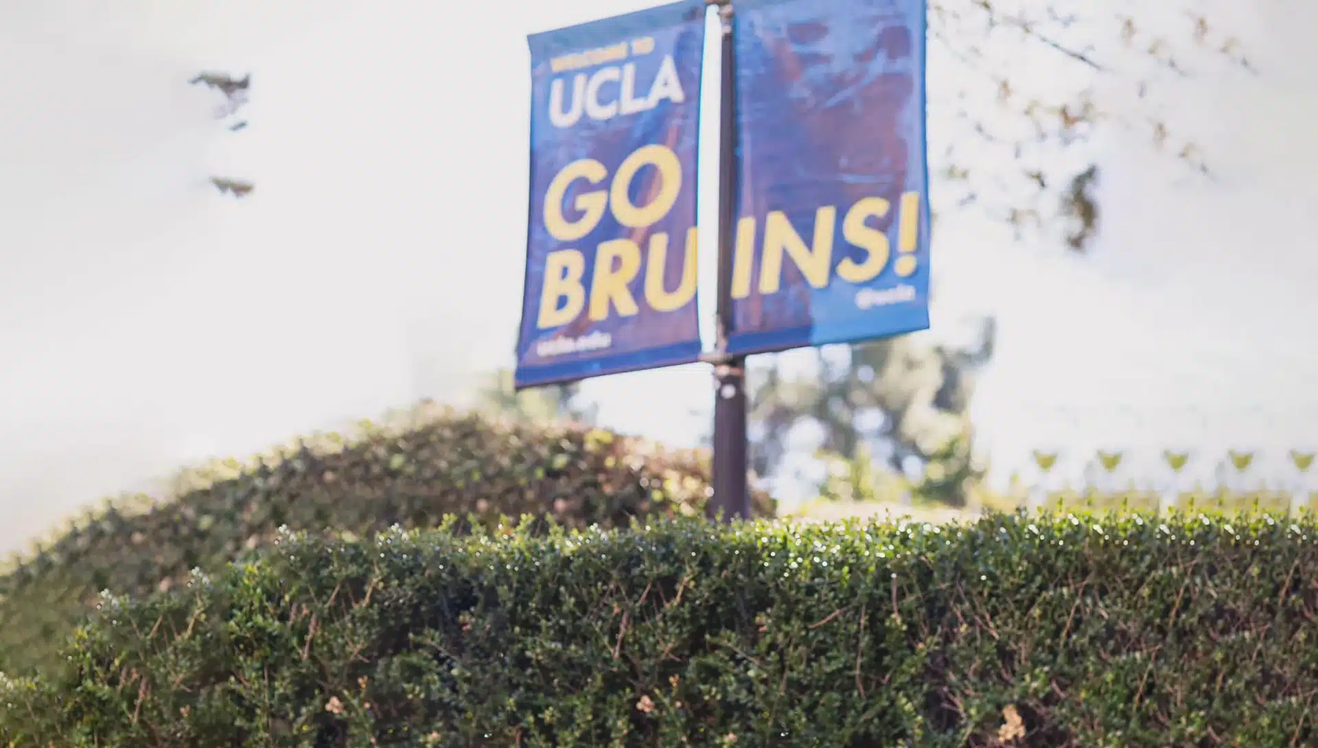 UCLA Bruins logo.